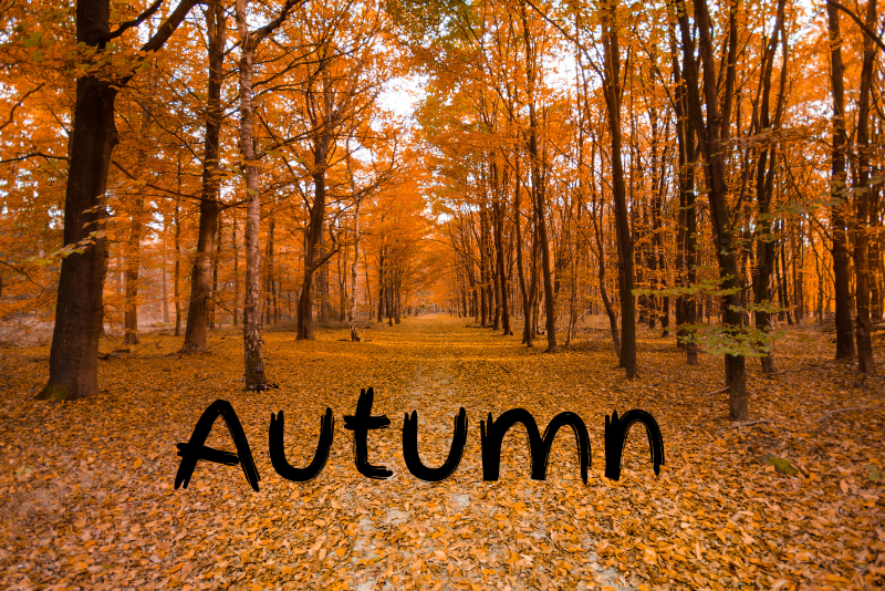 Autumn leaves in the wood. Text read Autumn